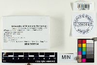 Rhodocollybia butyracea image