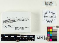 Tricholoma terreum image