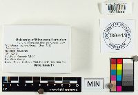 Tricholoma squarrulosum image