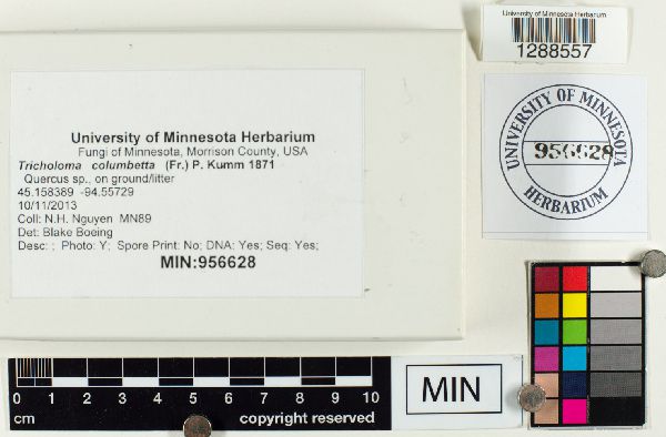 Tricholoma columbetta image