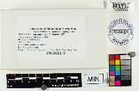 Tricholoma equestre image