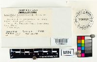 Lactarius scrobiculatus image