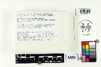 Lactarius deterrimus image