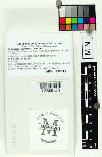 Cortinarius caperatus image