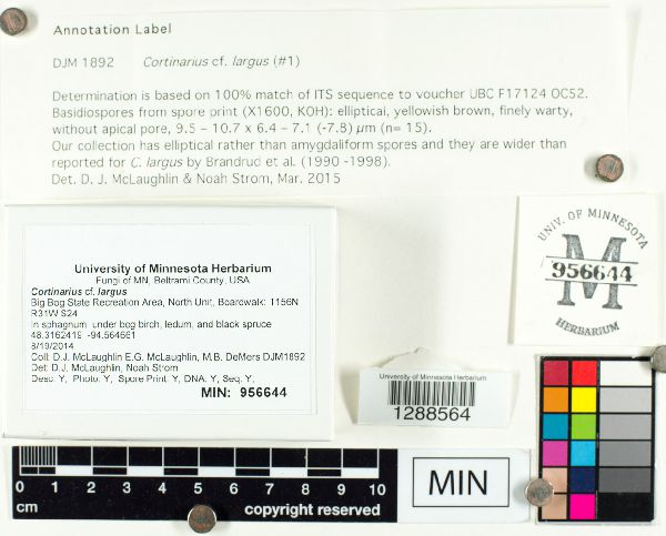 Cortinarius largus image