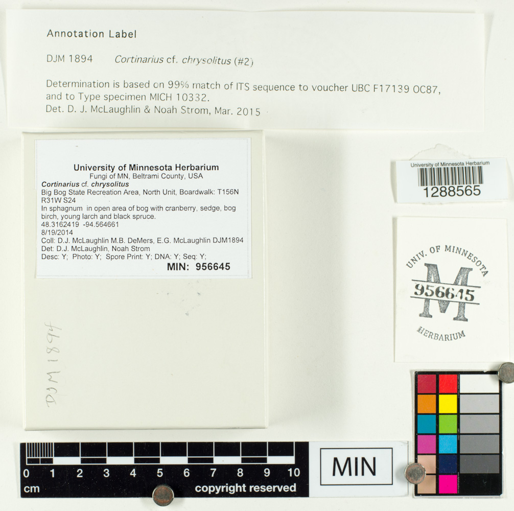 Cortinarius chrysolitus image