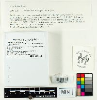 Cortinarius collinitus image