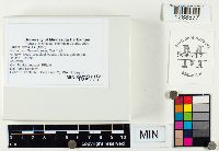 Lentinus strigosus image