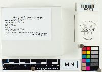 Lentinus strigosus image