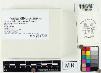 Conocybe apala image