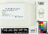 Panaeolina foenisecii image