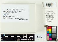 Laetiporus sulphureus image