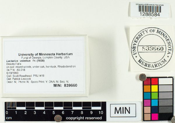 Lactarius volemus image