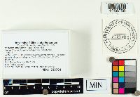 Lactarius theiogalus image