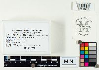 Suillus grevillei image