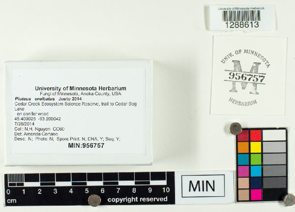 Pluteus oreibatus image