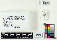 Suillus spraguei image