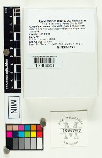 Albatrellus ovinus image