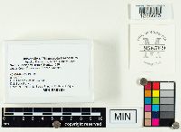 Suillus luteus image