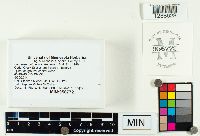 Lactarius vinaceorufescens image