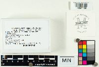 Suillus tomentosus image