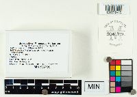 Suillus luteus image