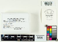 Suillus placidus image