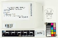 Laccaria ochropurpurea image