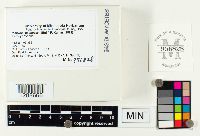 Inocybe geophylla image