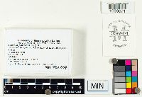 Lactarius pubescens image