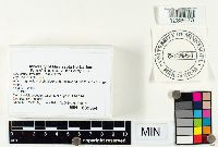 Lactarius griseus image