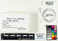 Lactarius deterrimus image