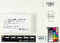 Lactarius argillaceifolius image