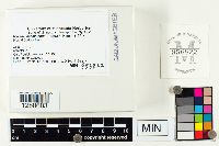 Mycena haematopus image