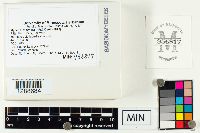 Mycena inclinata image