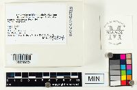 Lepiota rubrotincta image