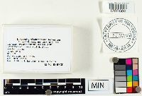 Lactarius vinaceorufescens image