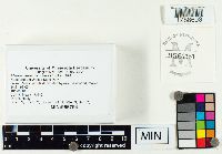 Aleuria aurantia image