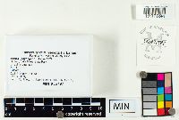 Peziza phyllogena image