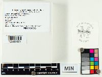 Peziza phyllogena image