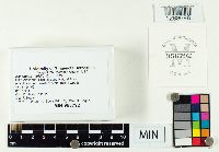 Ascobolus viridis image