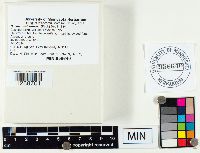 Suillus subaureus image