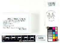 Lactarius argillaceifolius image