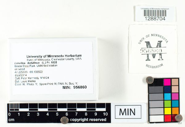 Lenzites betulinus image