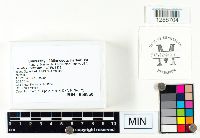 Media resource of Lenzites betulinus