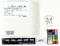 Suillus grevillei image