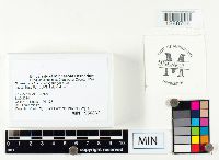 Suillus acidus image