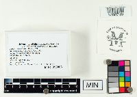 Coryne atrovirens image