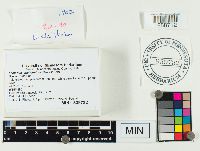 Lactarius chelidonium image