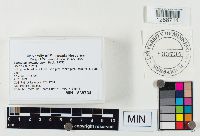 Lactarius chelidonium image